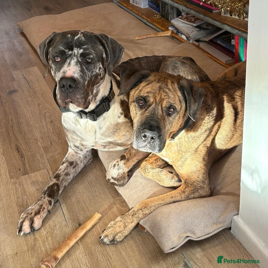 Mixed Breed dogs for adoption: Blue (Cane Corso mix) - Advert 12