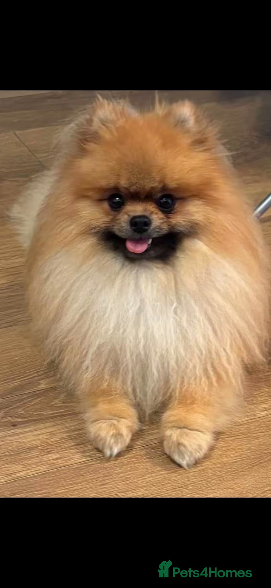Pomeranian dogs Beautiful kc registered pedigree Poms  - Advert 3