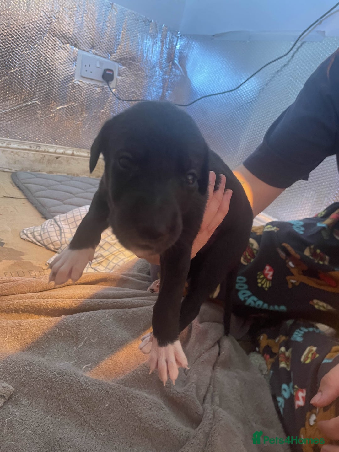 Greyhound dogs for sale: Greyhound Puppies - Image 6