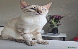 Bengal cats for stud: ❄️ Snow Bengal Stud – Ozzy ❄️ - Image 4