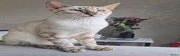 Bengal cats for stud: ❄️ Snow Bengal Stud – Ozzy ❄️ - Advert 5