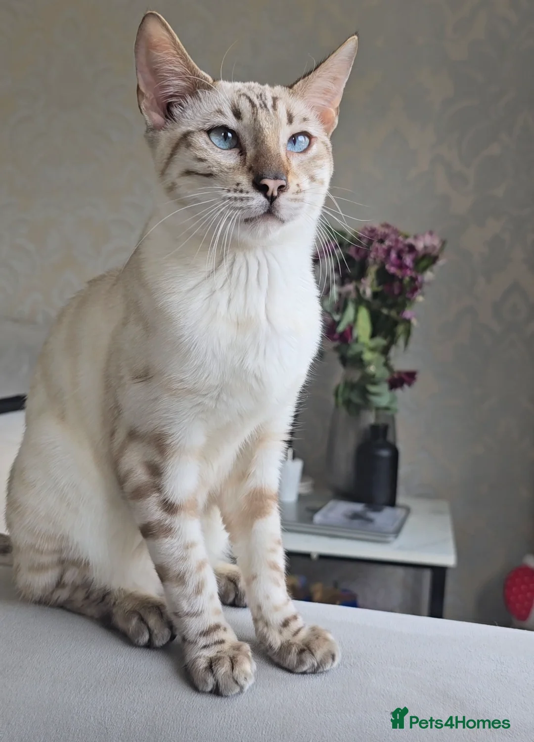 Bengal cats for stud: ❄️ Snow Bengal Stud – Ozzy ❄️ - Advert 6