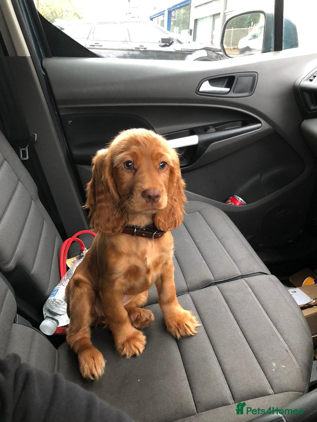 Cocker Spaniel dogs for stud: Cocker for stud in Polegate - Advert 13