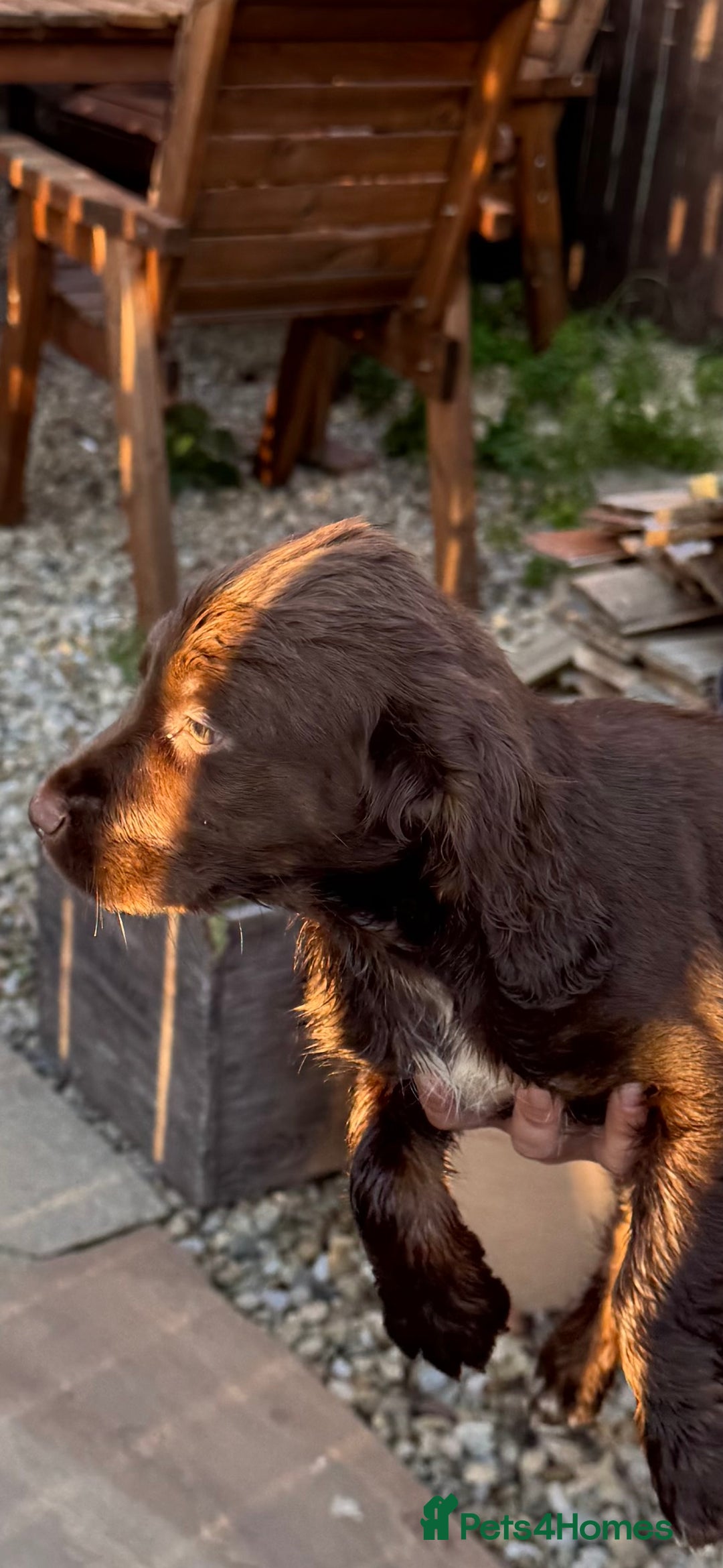Cocker Spaniel dogs for sale: Working cocker spaniels  - Image 24