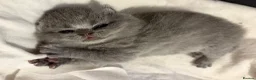 British Shorthair cats for sale: British shorthair kittens💛 - Advert 8