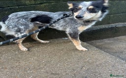 Mixed Breed dogs for adoption: 🌸 Meet Marnie 🌸 - Advert 3