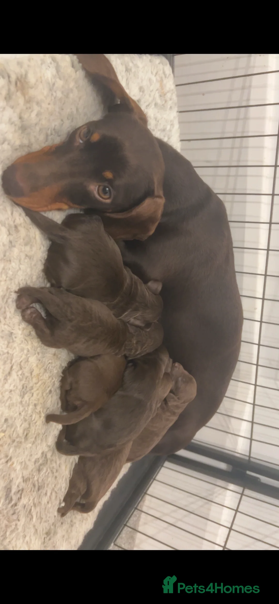 Miniature Dachshund dogs for sale: KC registered chocolate babies  - Advert 1