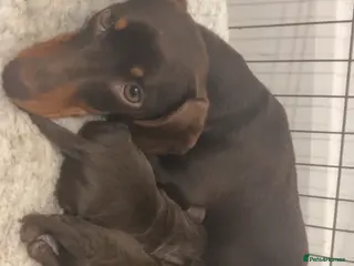 Miniature Dachshund dogs KC registered chocolate babies - Advert 1