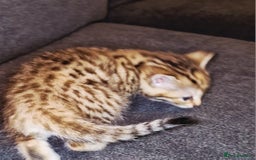 Bengal cats for sale: Absolutely Stunning Bengals  - Image 21