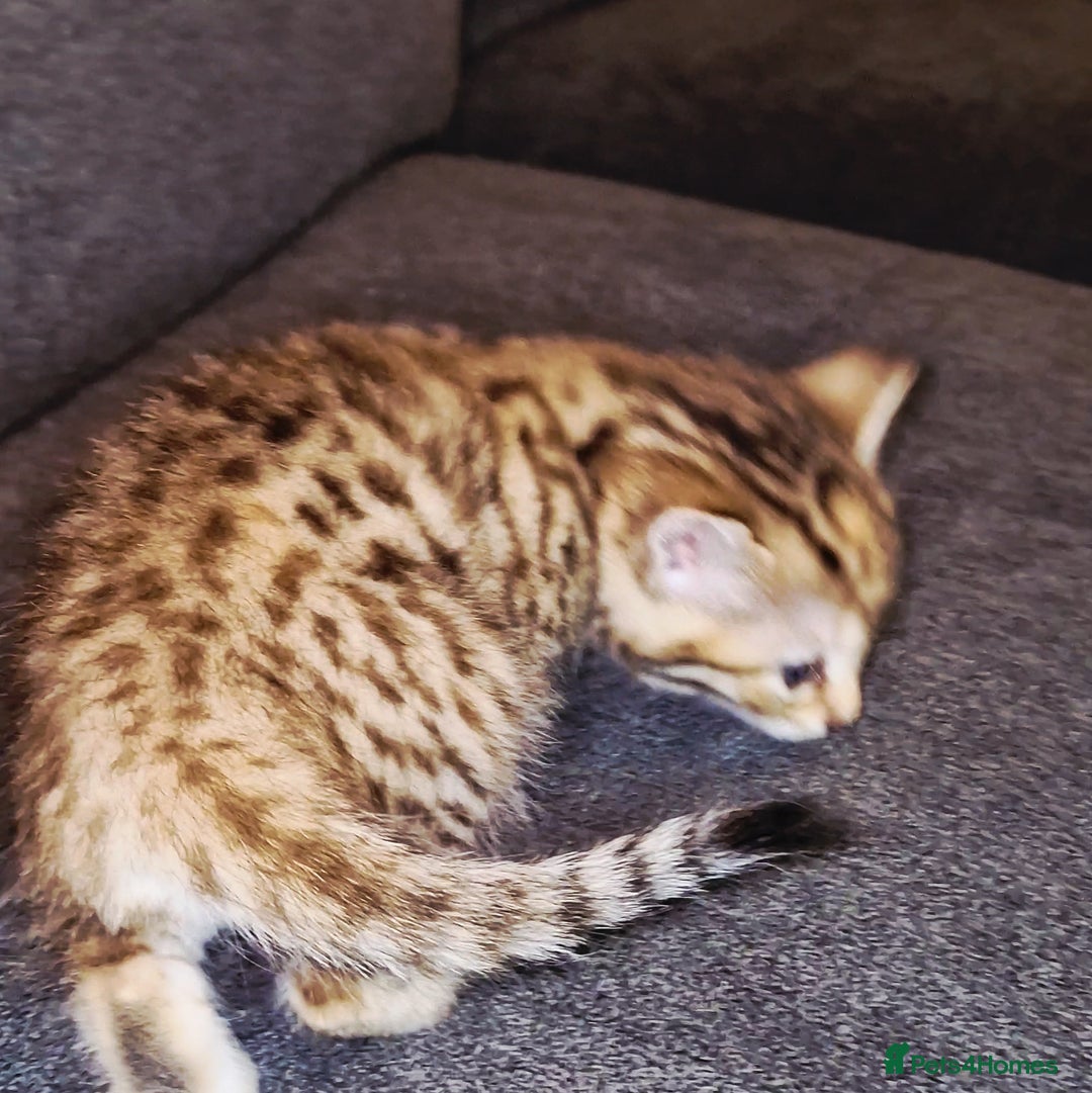 Bengal cats for sale: Absolutely Stunning Bengals  - Image 21