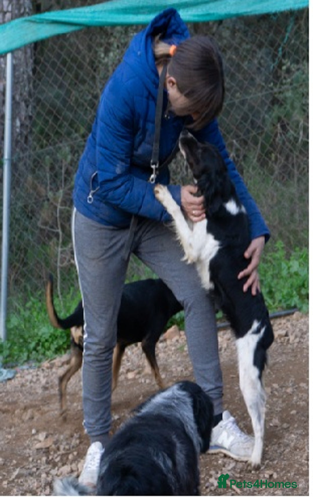Brittany Spaniel dogs for adoption: Gorgeous, friendly Chicle in Camberley, Surrey - Image 4