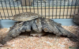 Quail poultry for sale: Point of Lay Coturnix quail - Image 3
