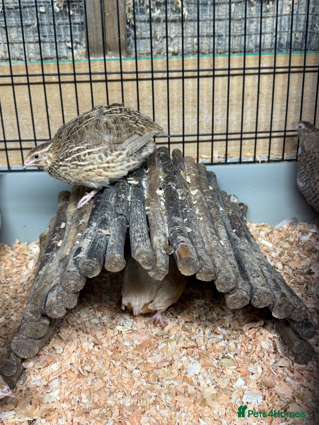 Quail poultry for sale: Point of Lay Coturnix quail - Image 3