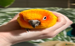 Conures birds for sale: Sun Conure pair  - Image 19