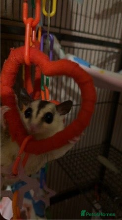 Sugar Glider rodents Sugar gliders.  - Advert 3