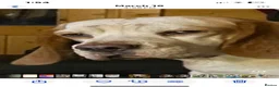 Beagle dogs for sale: kc reg pups ready NOVEMBER  - Advert 7