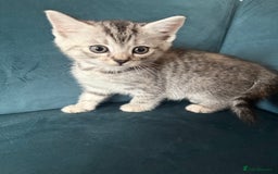 Mixed Breed cats for sale: Savannah cross British shorthair kittens  - Image 6