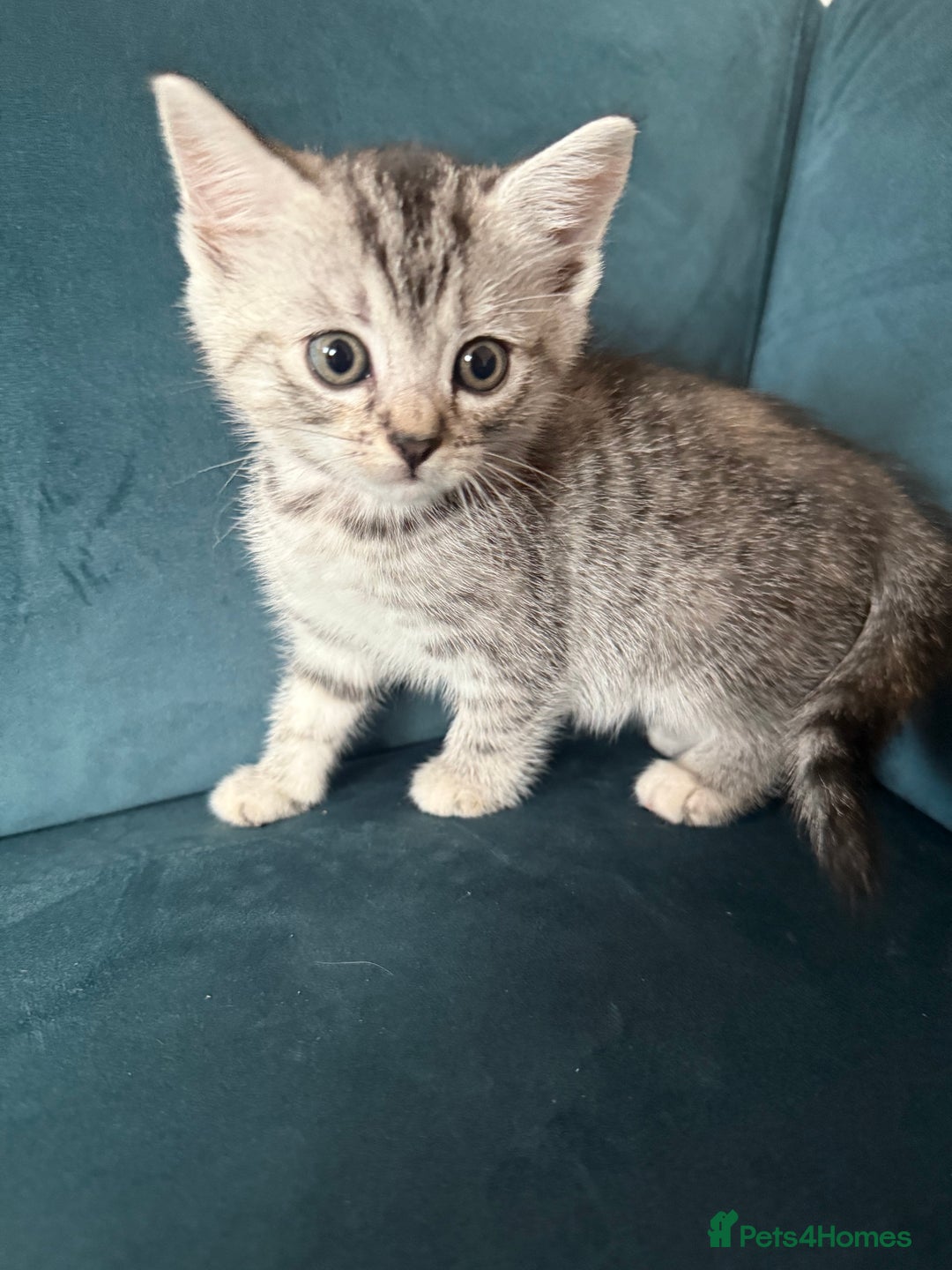 Mixed Breed cats for sale: Savannah cross British shorthair kittens  - Image 6