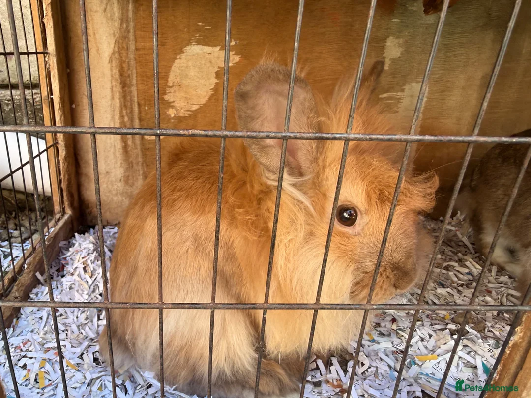 Mixed Breed rabbits for sale: Rabbits for sale  - Advert 2