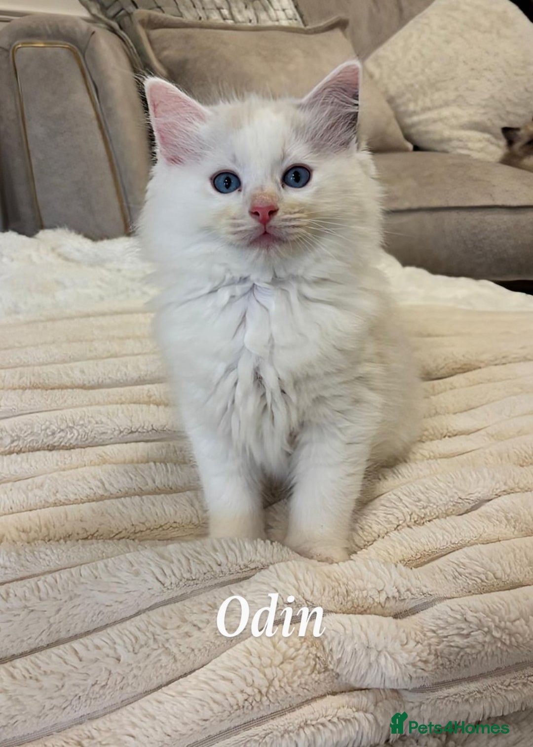 Ragdoll cats for sale: Ragdoll kittens - Advert 8