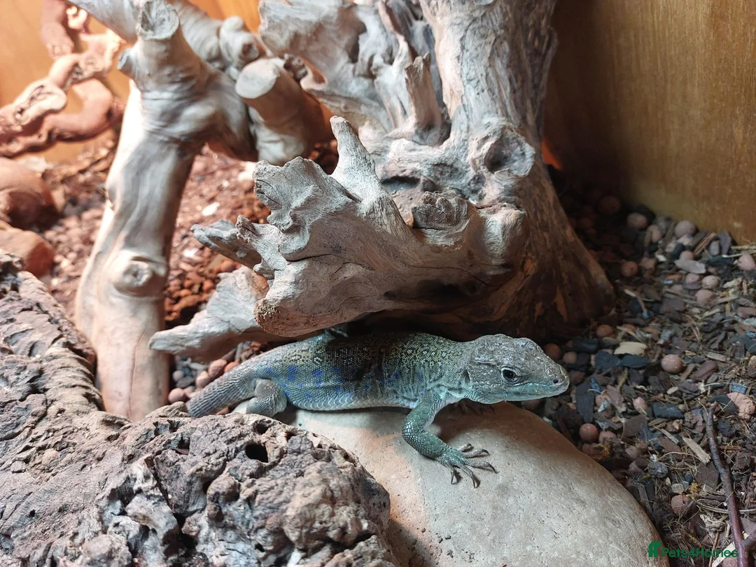 Lizard reptiles for sale: European eyed lizards - Advert 2