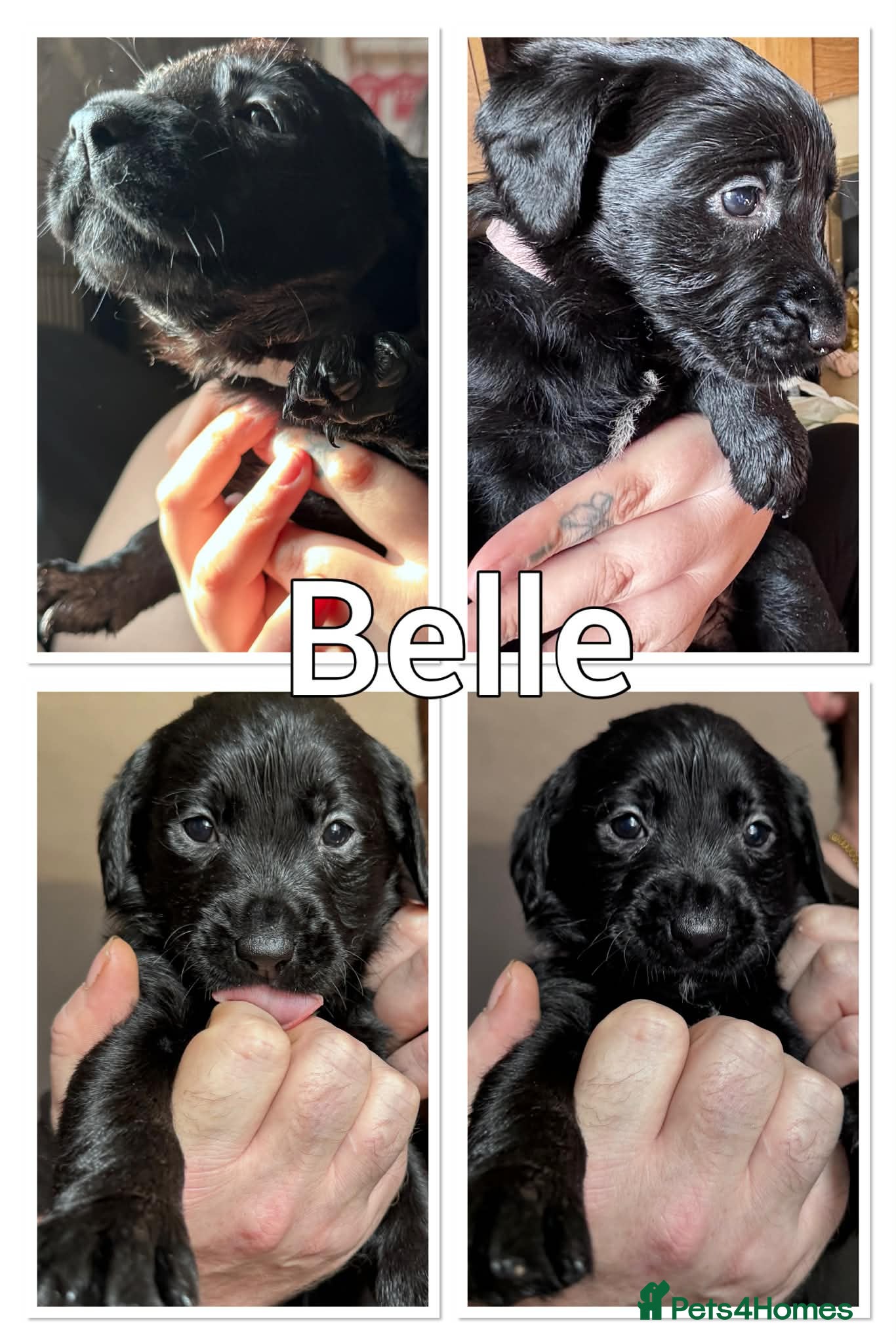 Labrador Retriever dogs Labrador pups for sale - Advert 15