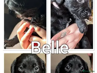 Labrador Retriever dogs Labrador pups for sale - Advert 15