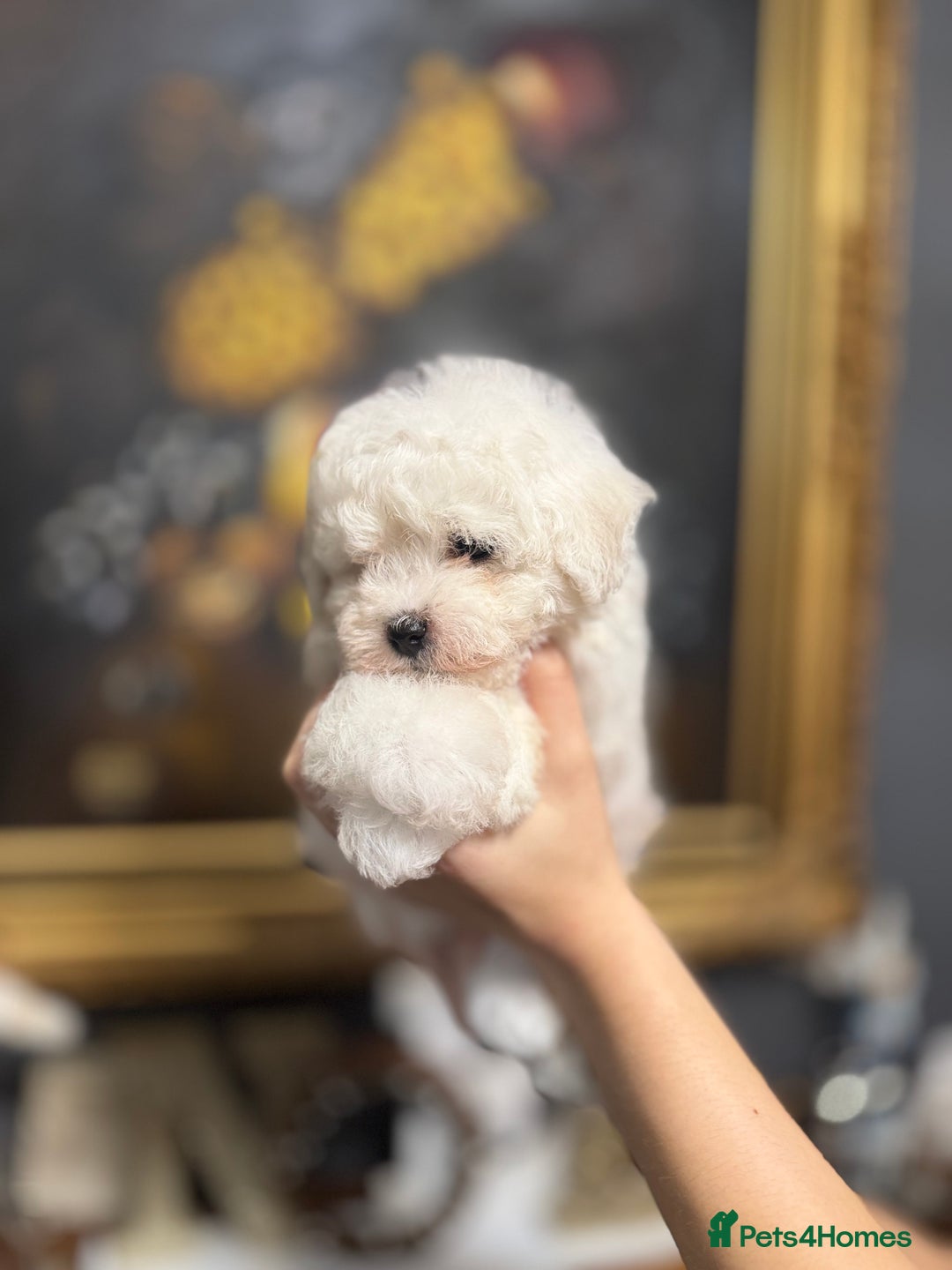 Bichon Frise dogs for sale: champion blood line bichon frise  - Advert 9