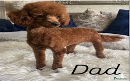 Cavapoo dogs for sale: 🩷⭐️ F1 Cavapoo’s ⭐️💙 - Image 7