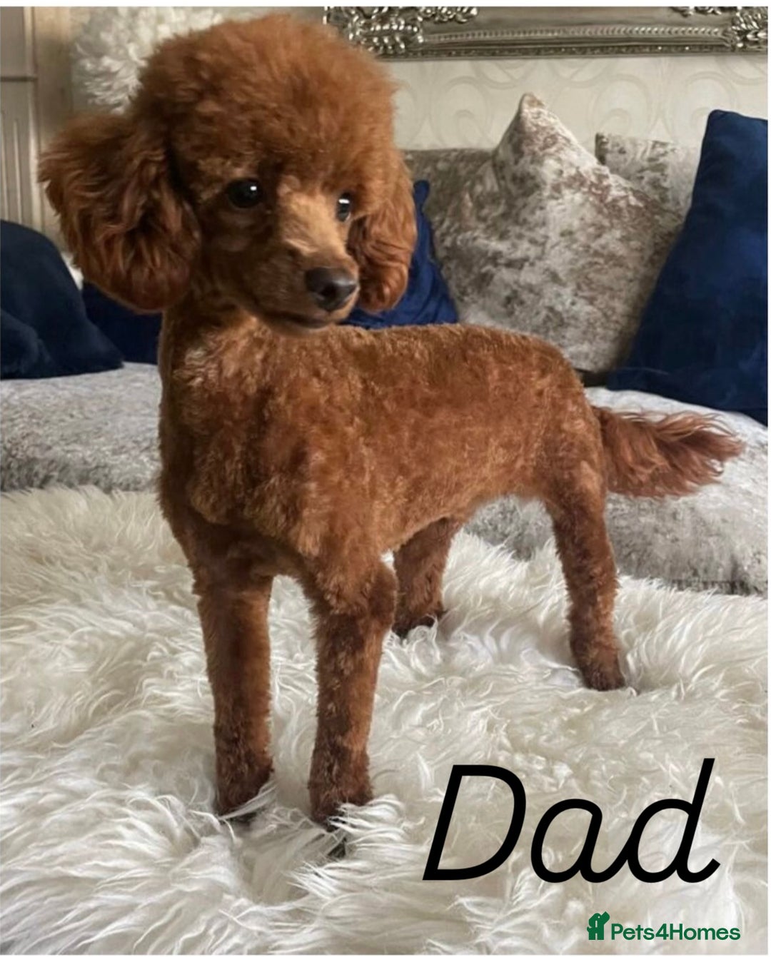 Cavapoo dogs for sale: 🩷⭐️ F1 Cavapoo’s ⭐️💙 - Image 7