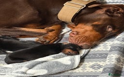 Dobermann dogs for sale: Gorgeous Black and Tan Dobermann puppies  - Image 2
