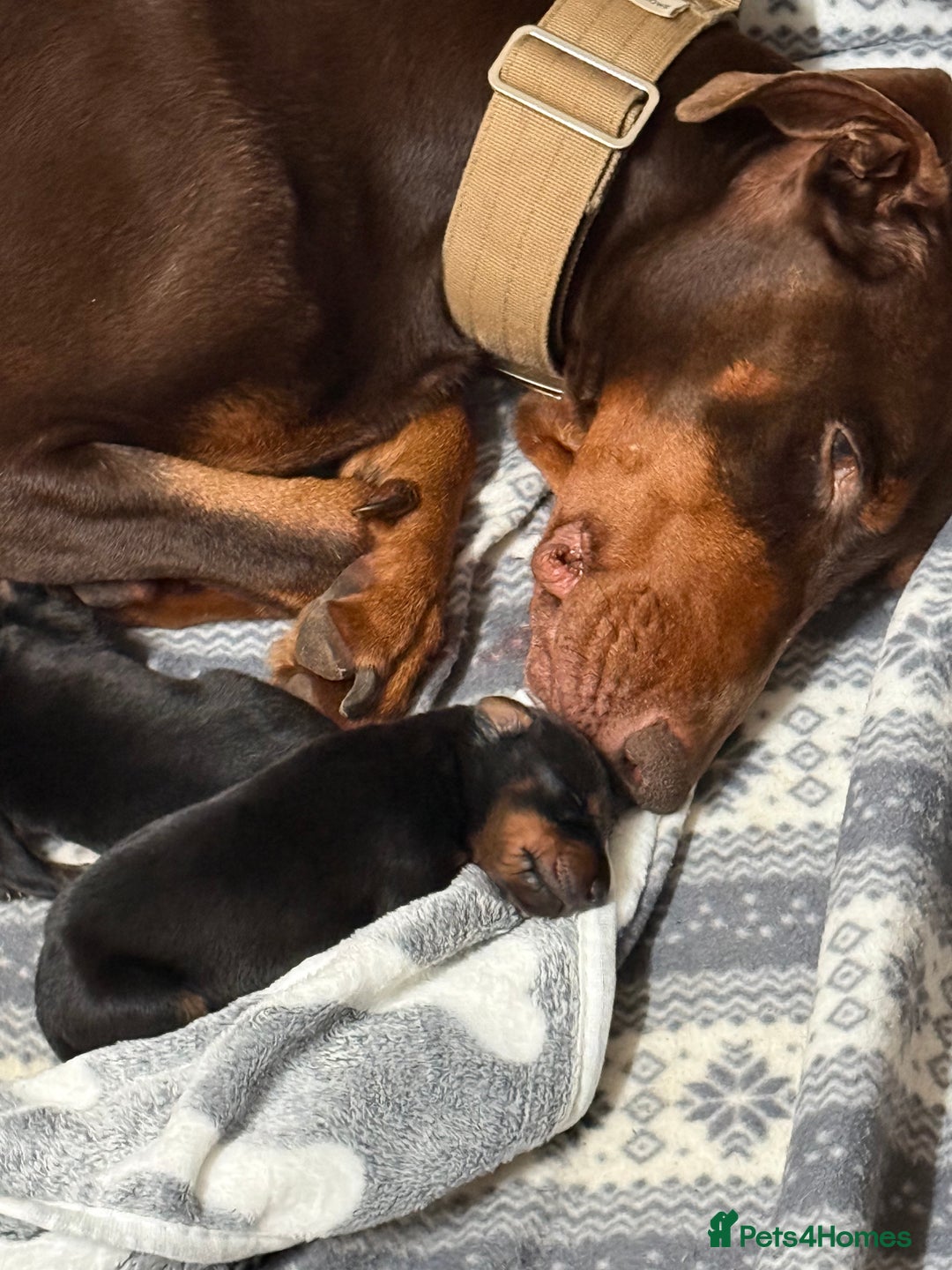 Dobermann dogs for sale: Gorgeous Black and Tan Dobermann puppies  - Image 2