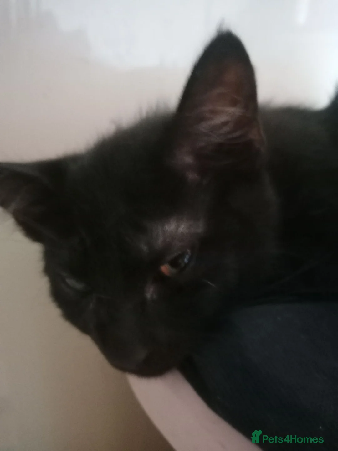 Mixed Breed cats for sale: Mixed litter of kittens in Wigan - Advert 6
