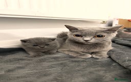 British Shorthair cats for sale: British short hairs  - Image 4
