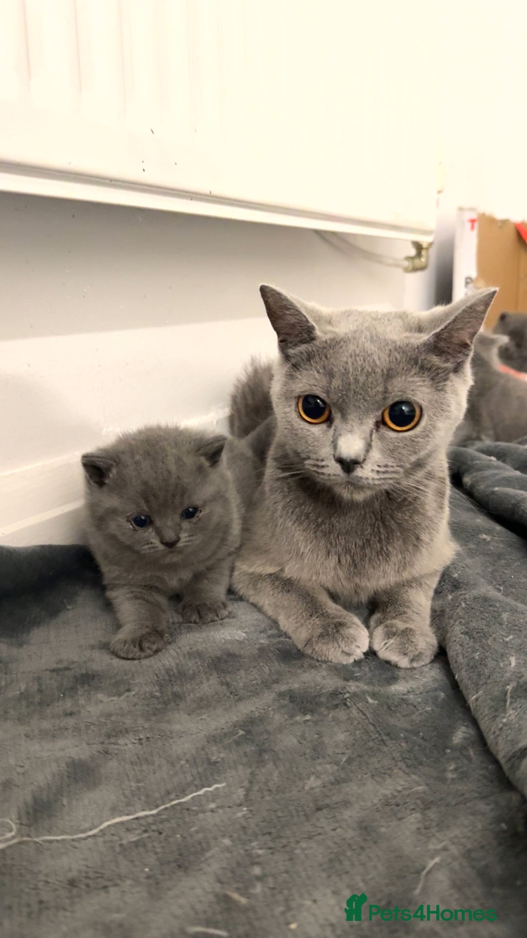 British Shorthair cats for sale: British short hairs  - Image 4