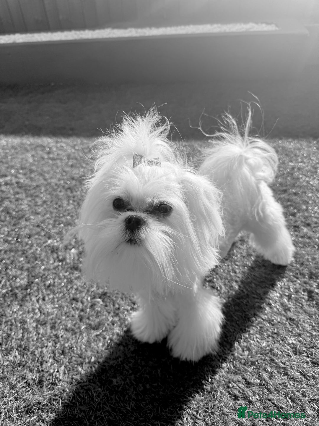 Maltese dogs for sale: Adorable Korean KC Maltese  - Advert 6