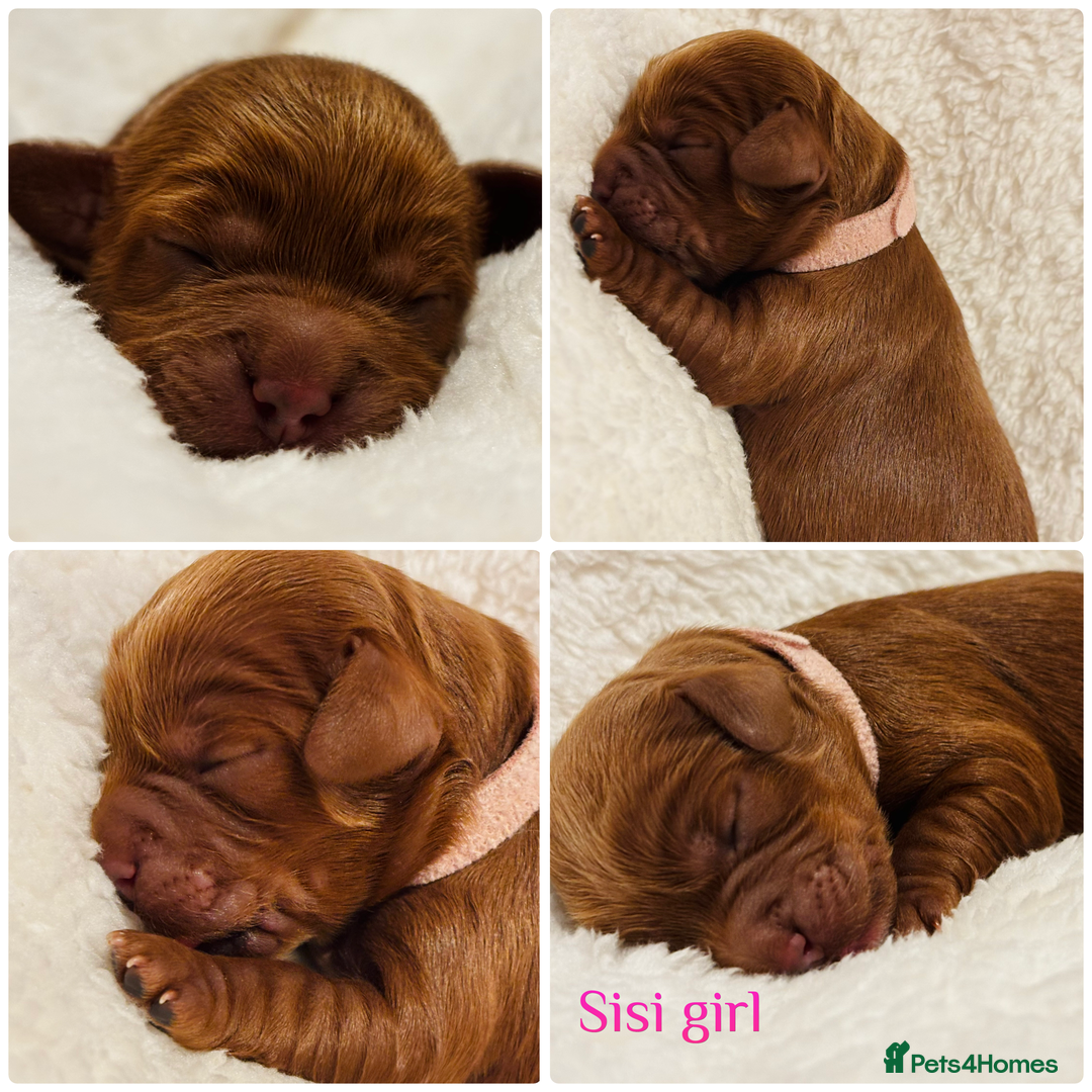 Cavapoo dogs for sale: Beautiful litter of F1 Cavapoo puppies  - Advert 2