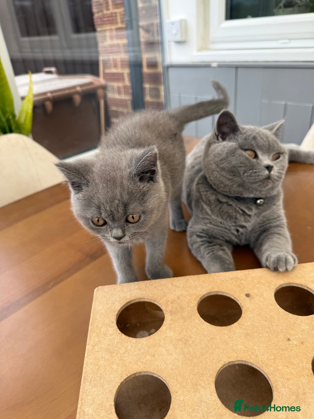 British Shorthair cats for sale: Last pedigree female kitten ready to leave now!! - Advert 12