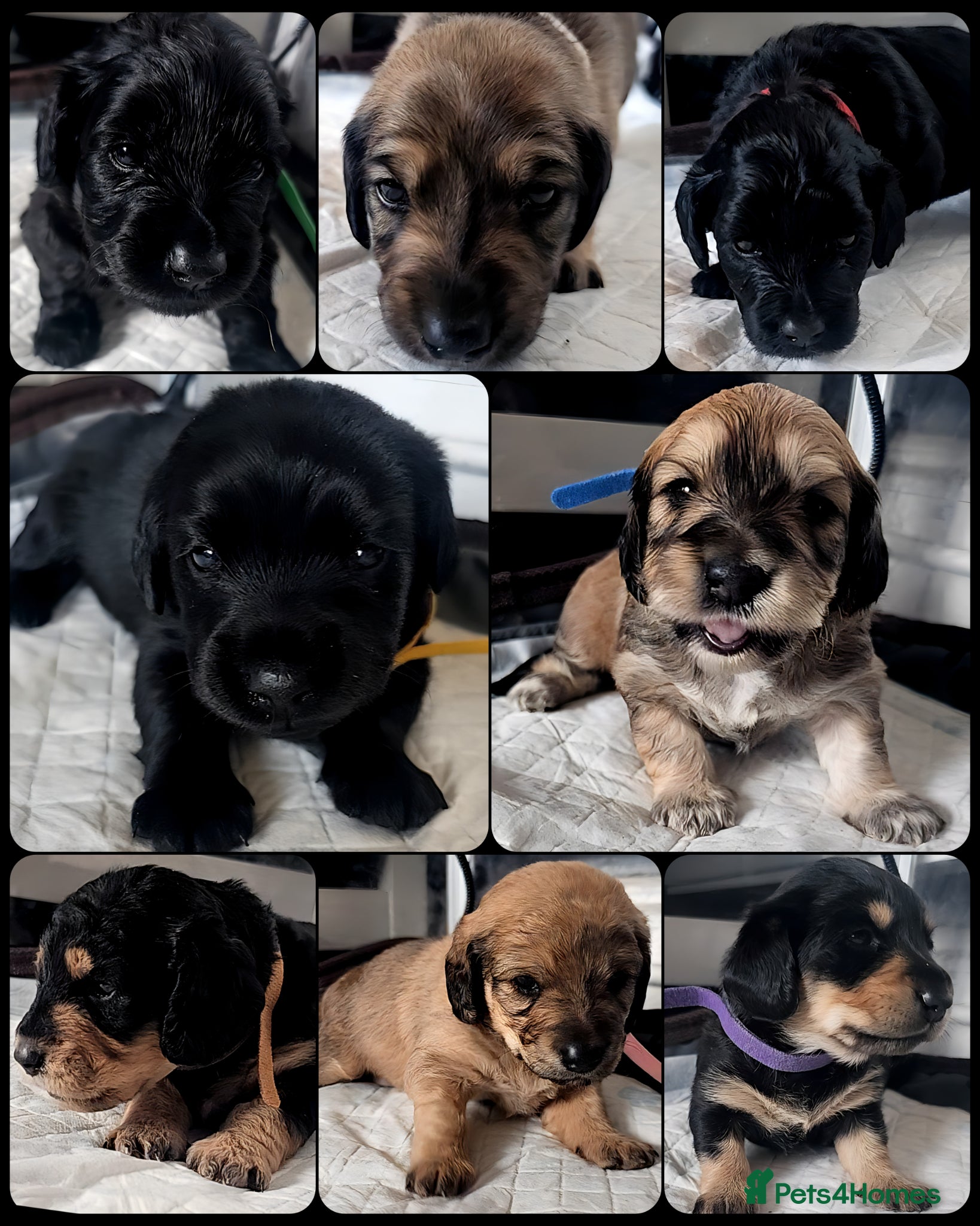 Mixed Breed dogs Dachshund x Labradoodle  - Advert 13