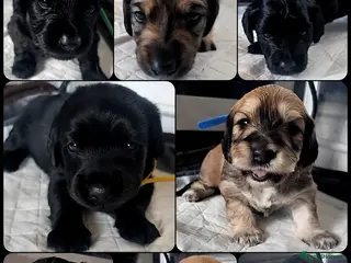 Mixed Breed dogs Dachshund x Labradoodle - Advert 2