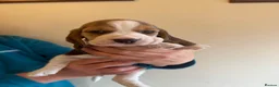 Beagle dogs for sale: BEAUTIFUL RKC PUPPIES FROM RENOWNED TOP BREEDER  - Advert 4