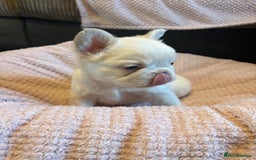 French Bulldog dogs for sale: Visual fluffy French bulldogs - Image 4