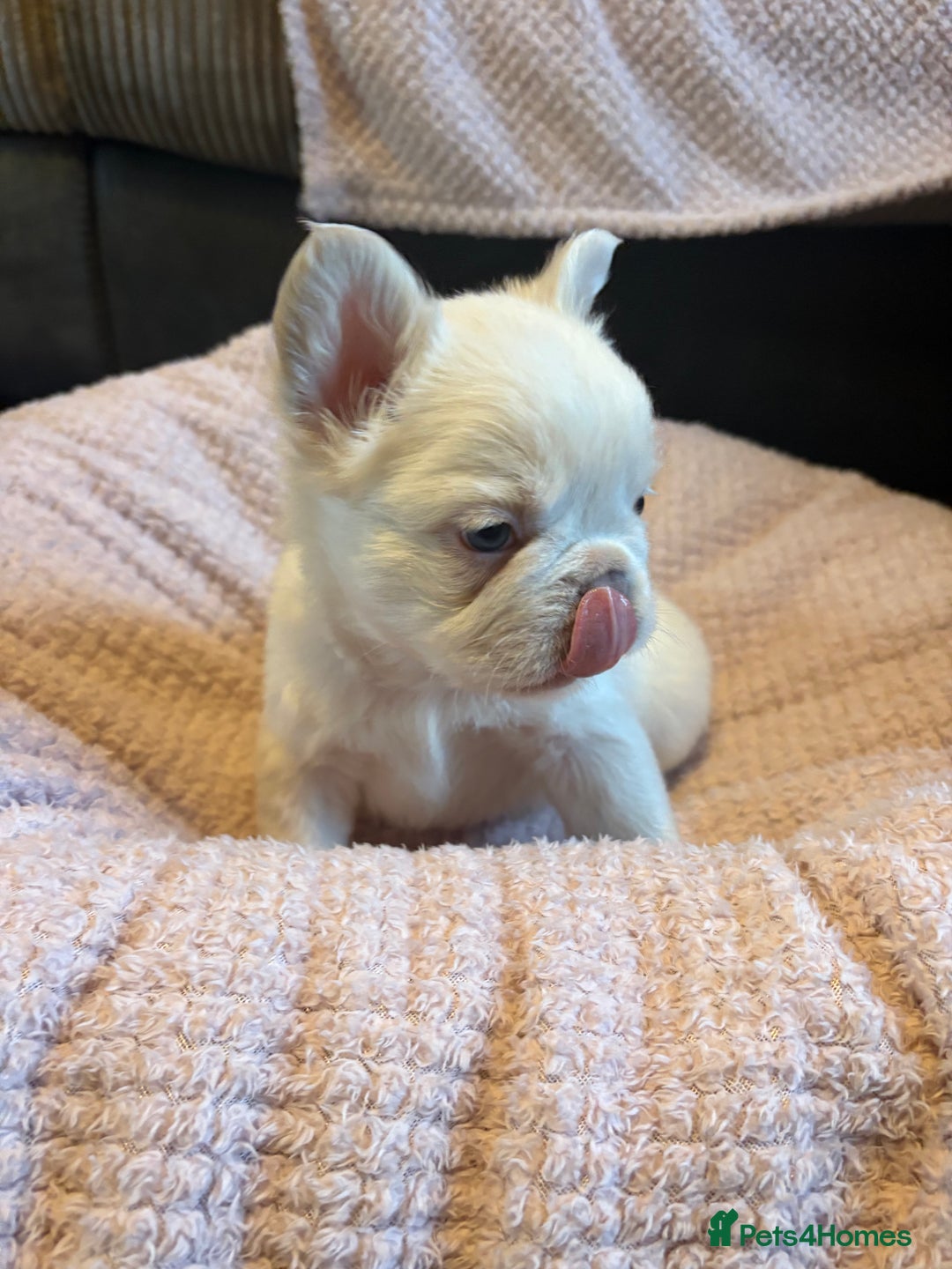 French Bulldog dogs for sale: Visual fluffy French bulldogs - Image 4
