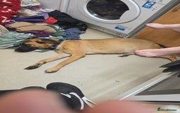 Mixed Breed dogs for sale: 11 month old puppy  - Image 3