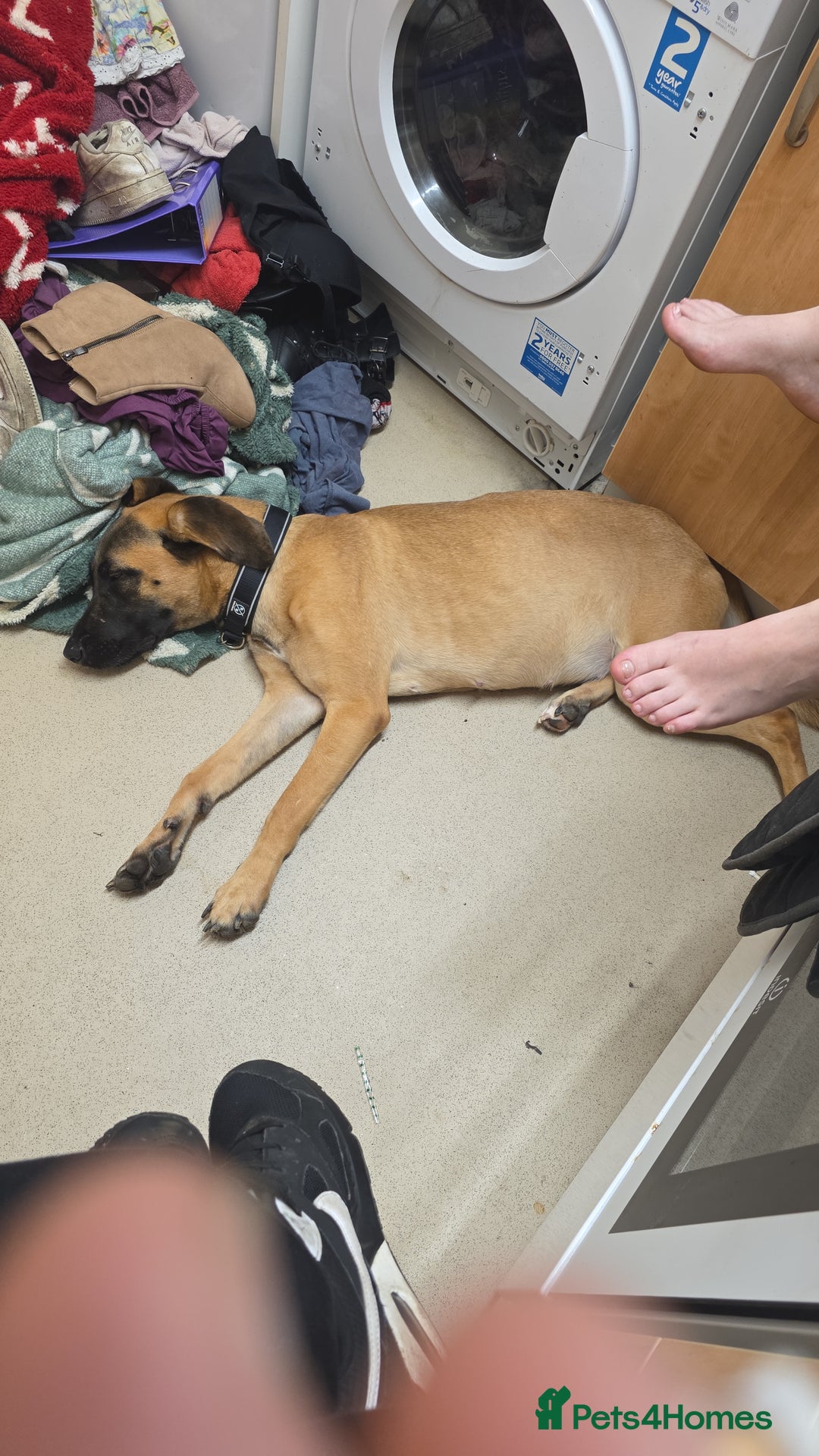 Mixed Breed dogs for sale: 11 month old puppy  - Image 3