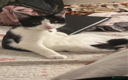 British Shorthair cats for sale: Male cat  - Image 1