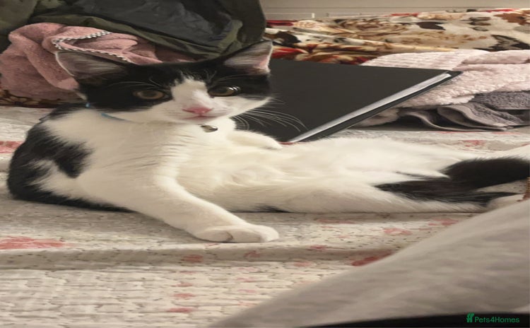 British Shorthair cats - Advert 10