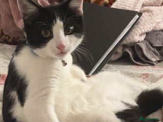 British Shorthair cats for sale - Advert 1