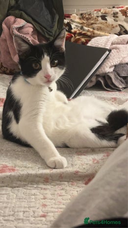 British Shorthair cats - Advert 1