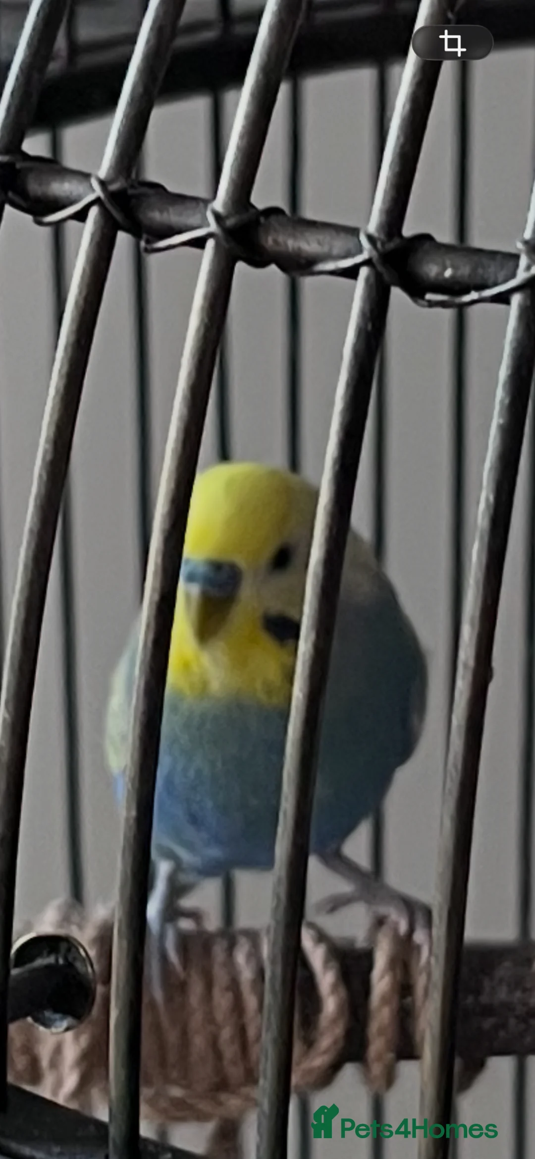 Budgerigars birds for sale: 2025 rainbow cock budgie 🌈  in Hitchin - Advert 1